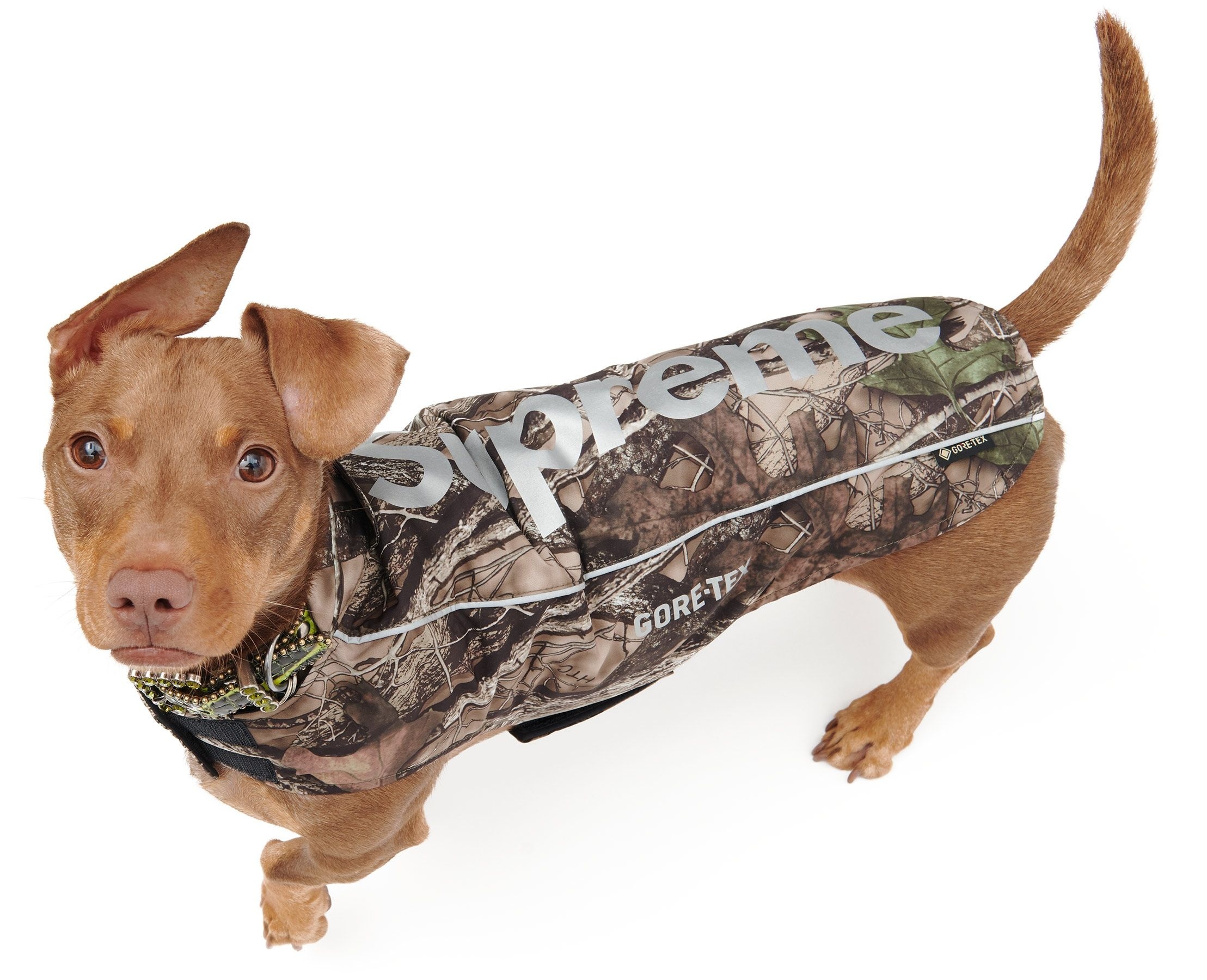GORE-TEX Dog Jacket view 2